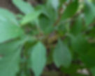 Alumã (Vernonia condensata) A planta com folhas