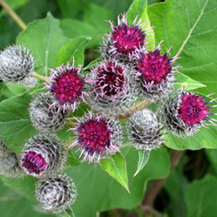 A planta Bardana na natureza