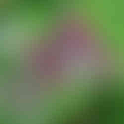 A planta Bardana na natureza