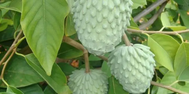A planta fruta-do-conde na natureza