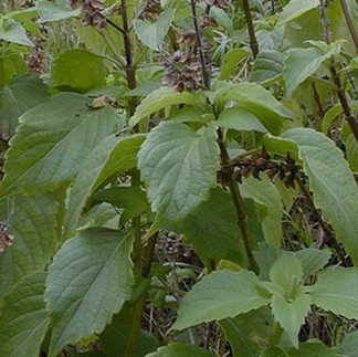 Alfavaca pé da planta na natureza