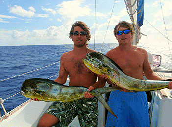 Large Mahi Mahi- Gold Makrel- Dorade