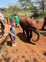 Meeting the baby elephants