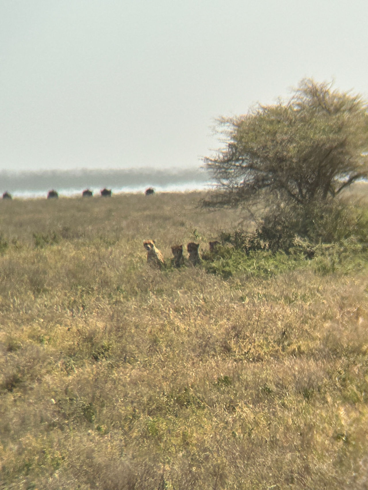 Family of cheetahs