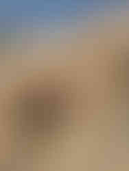 Jasper trying his stonemason skills