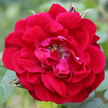 Linda Campbell