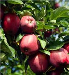 Red Delicious