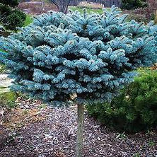 Globe Blue on Standard