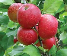 Honeycrisp