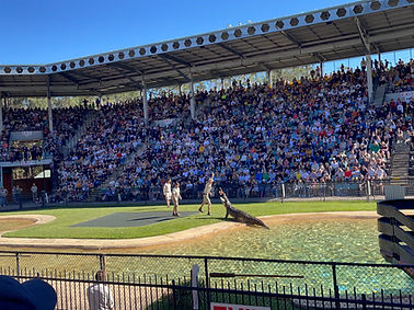 Grote krokodillenshow in Australia Zoo