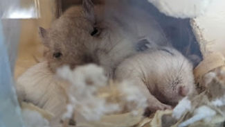 Gerbils._edited.jpg
