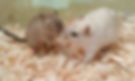 Onion and Ziggy kissing.jpg