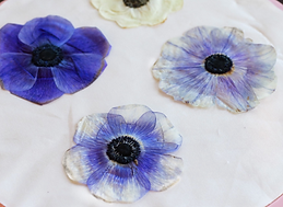 Pressed Anemones