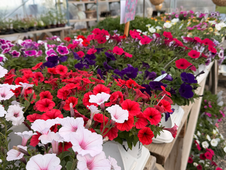 Ready, Set, Plant! Your garden is calling & we’ve got the blooms