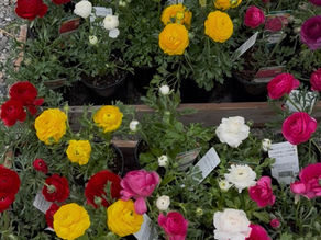 Spring is Around the Corner: Time to Start Planting