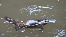 Platypus at Eungella National Park, Queensland, Australia.