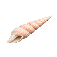 Auger Seashell