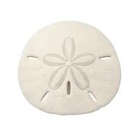 Sand Dollar
