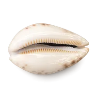 Cowrie shell