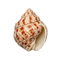Common Nutmeg (Cancellaria reticulata) Shell