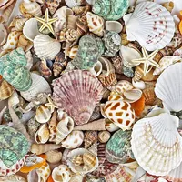 Seashell