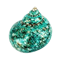 Seashell~Green Turbo