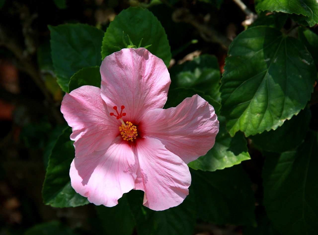 BIG PINK -  Fort Lauderdale, Florida - 20”W x 15”H