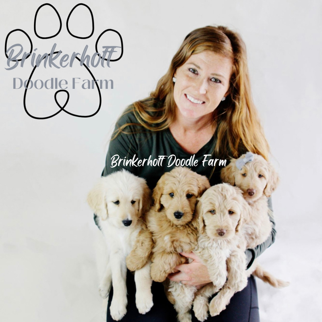 Golden doodle farm sales