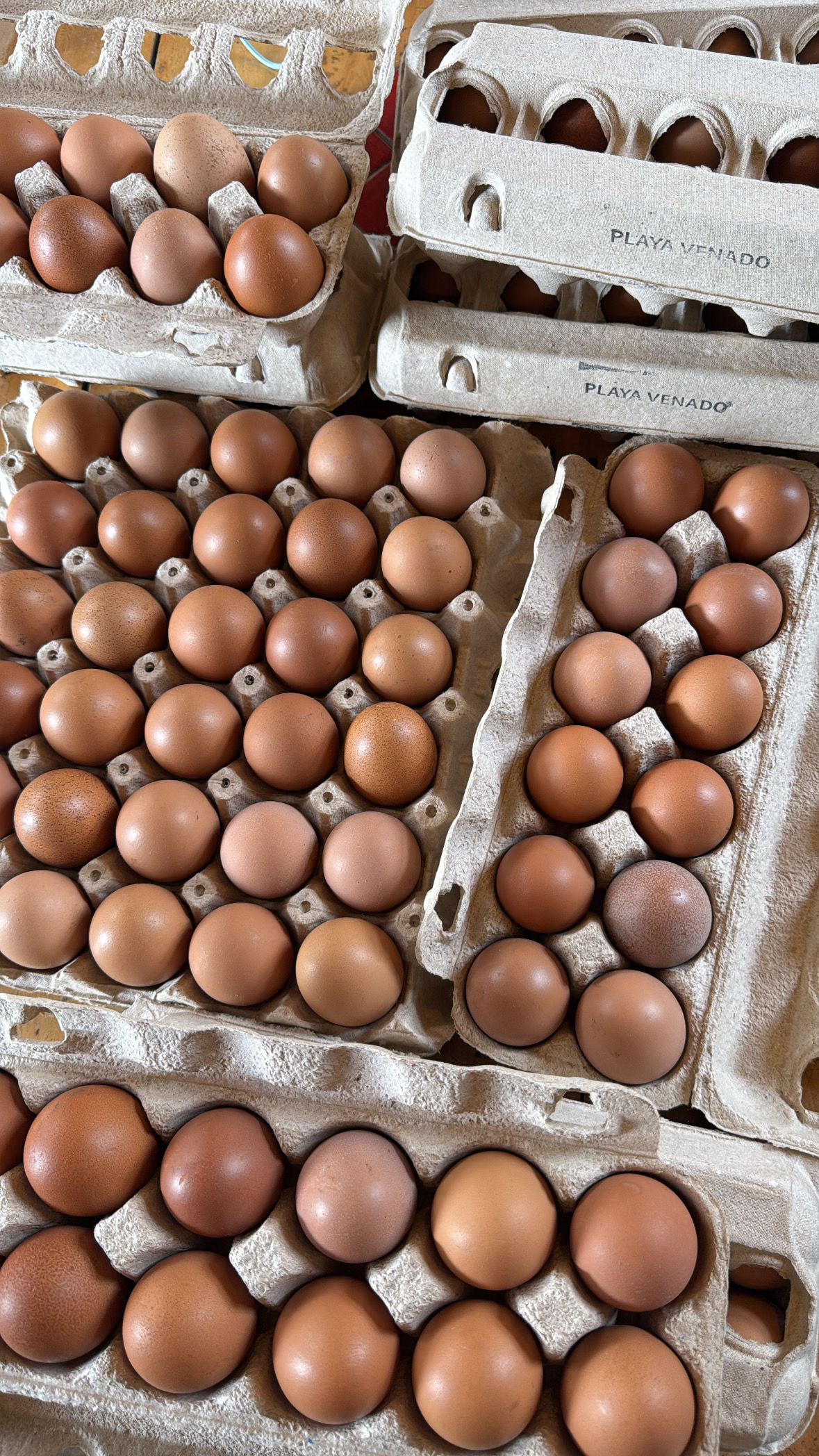  Huevos de libre pastoreo (docena) 