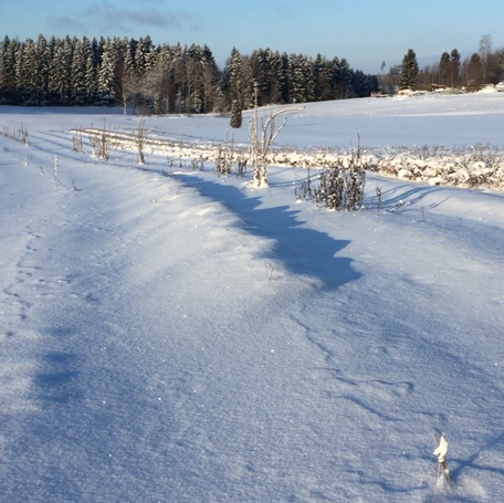 Fytoterapia hoitona ja sen mahdollisuuksia