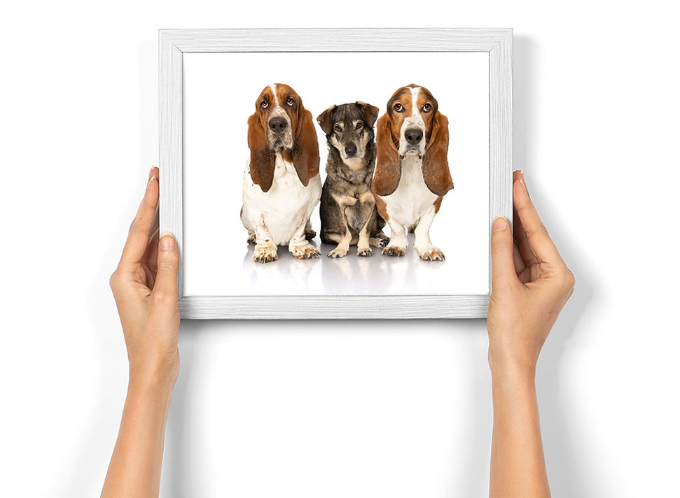 hands holding portrait of dogs.jpg