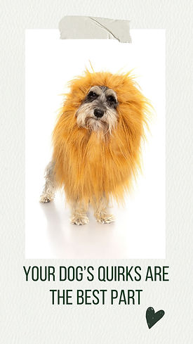 professional pet portrait of dog standing with a lions maine looking straight into the camera against a white background illustrated as a picture taped on paper and txt below "your dog's quirks are the best part"