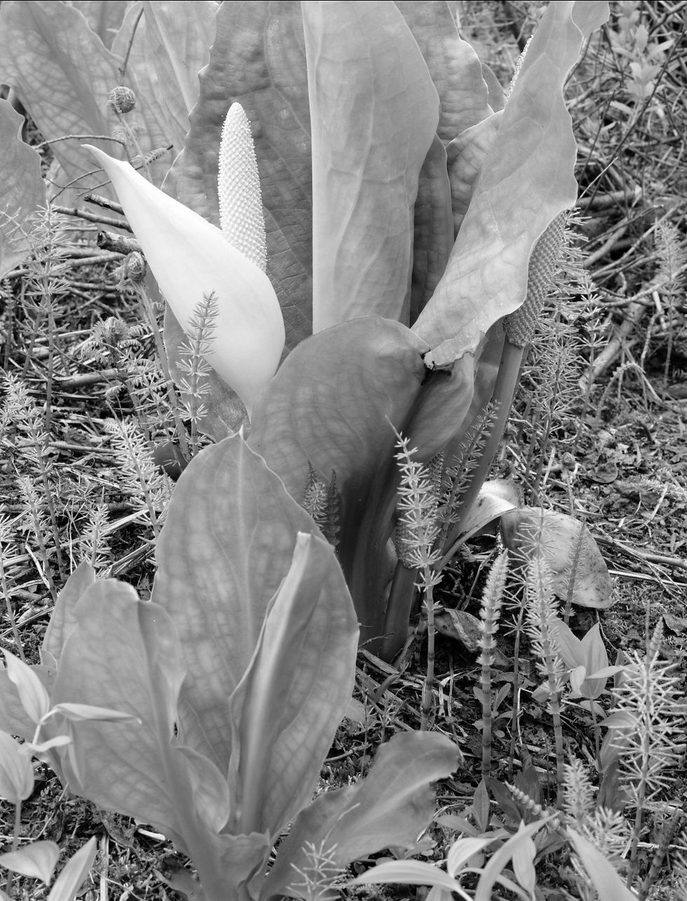 Skunk Cabbage , Revelstoke Nat Park - May '17