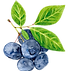 MYRTILLES.png