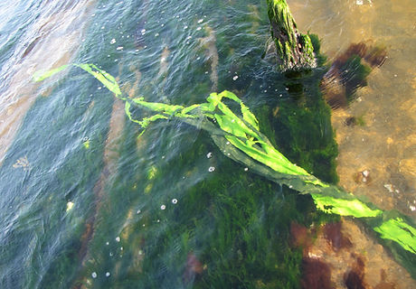 3.Cape Cod Kelp.72.jpg