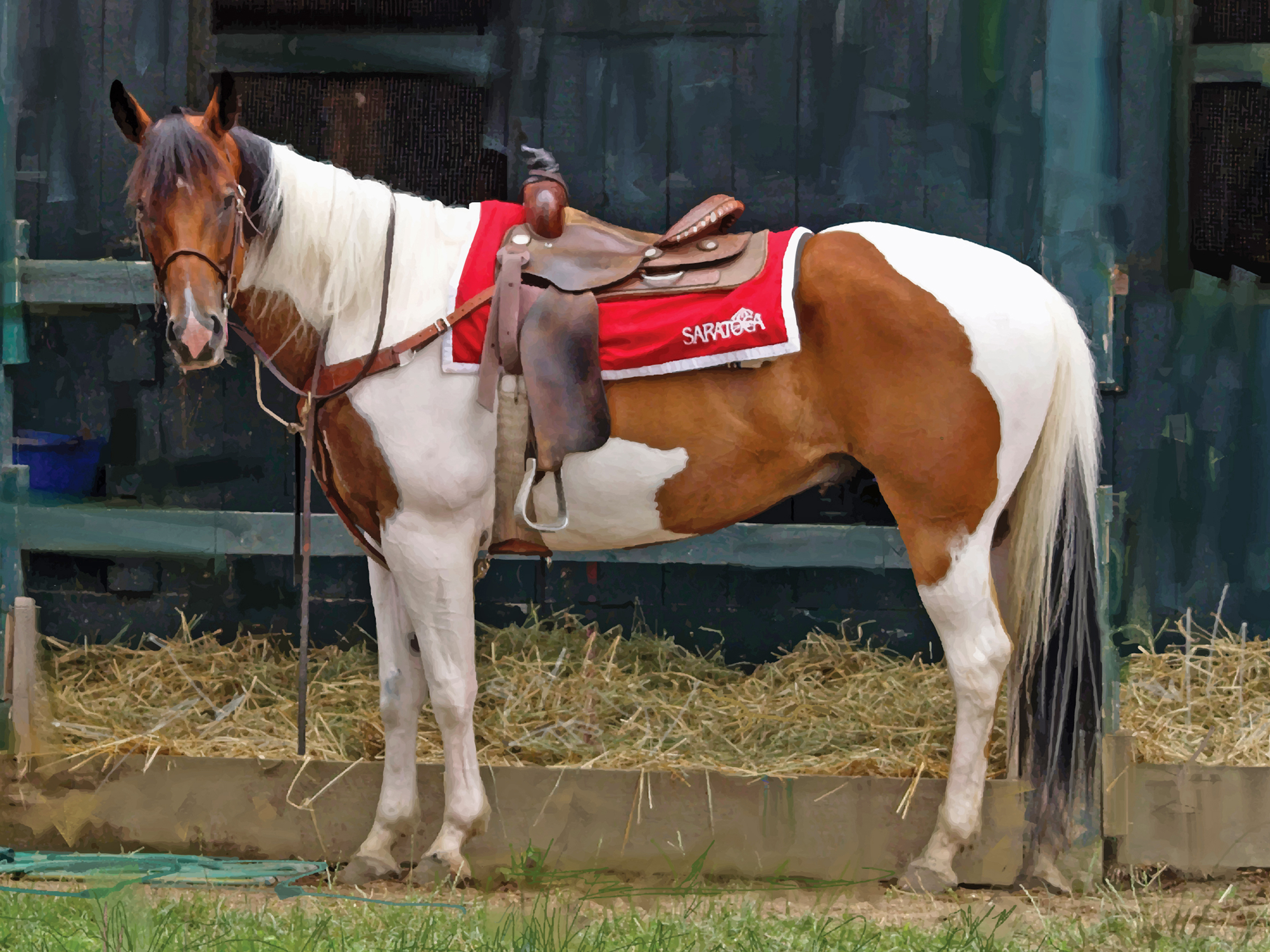 Paint Pony