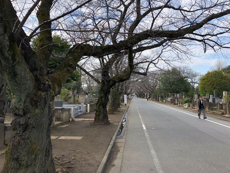 春らしくなって