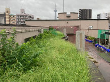 雨に霞むといい