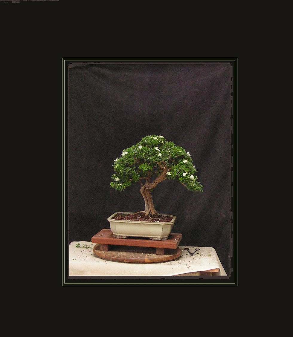 Myrtle\Myrtus(hadas) הדס