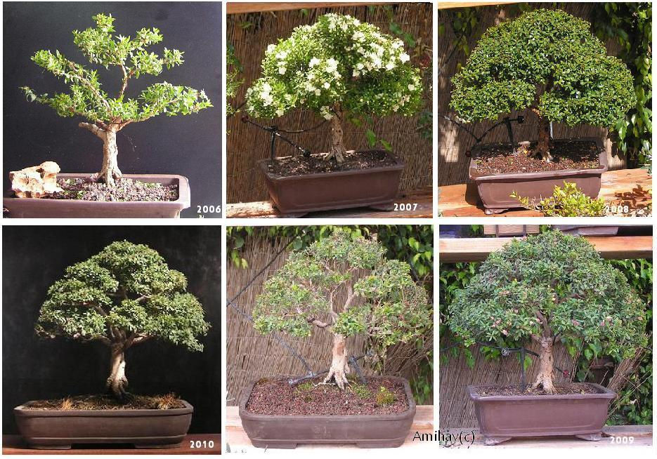 MYRTUS COMMUNIS 1 בונסאי הדס טרנטיני