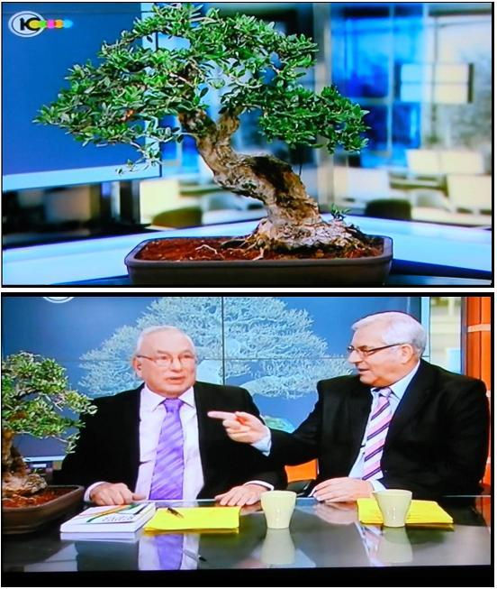 my tree at Israel's Channel 10 t.v