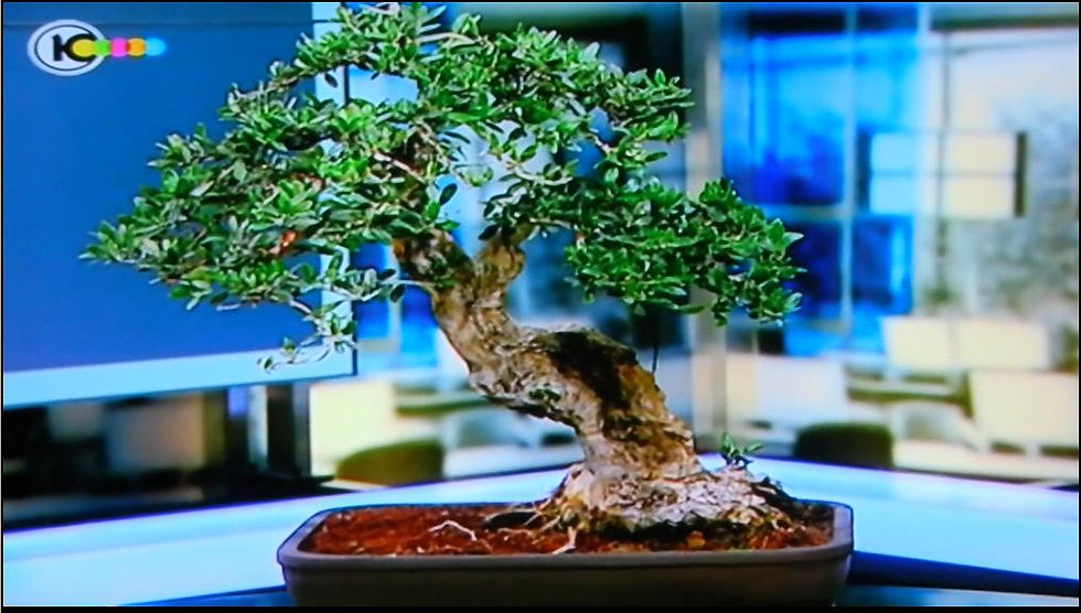yamadori wild olive tree