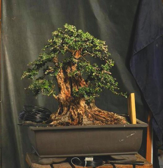 yamadori wild olive tree