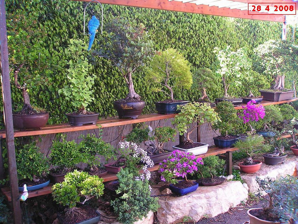 My bonsai garden view