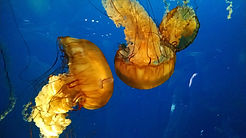 jellyfish