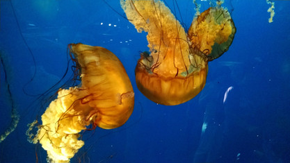 Ambitious and holistic goals key to saving Earth’s biodiversity, study says