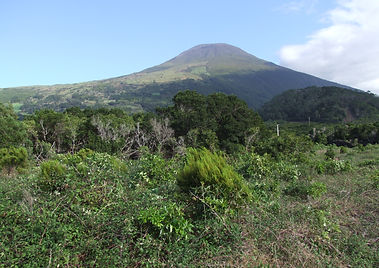 Pico - 2008 722.JPG