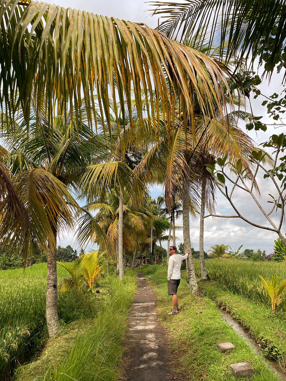 ubud,Bali,Voyagedenoces,Honeymoon,nature walk, ricefield,Palmtrees,trekking