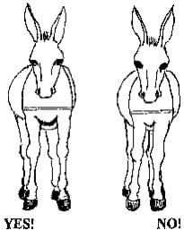 Conformation: le poitrail, l'avant main les genoux: