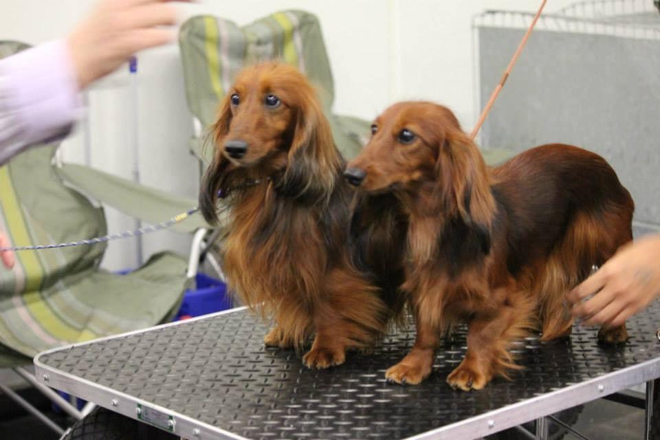 VALENTINO/TINO